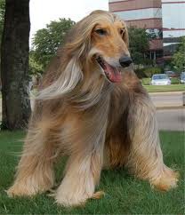 AFGHAN HOUND   
